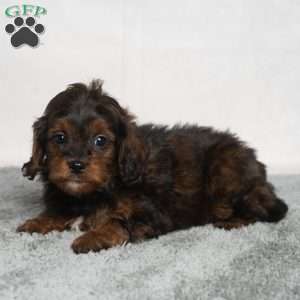 Israel, Cavapoo Puppy